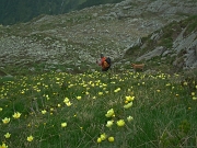 70 pulsatilla alpina sulfurea...